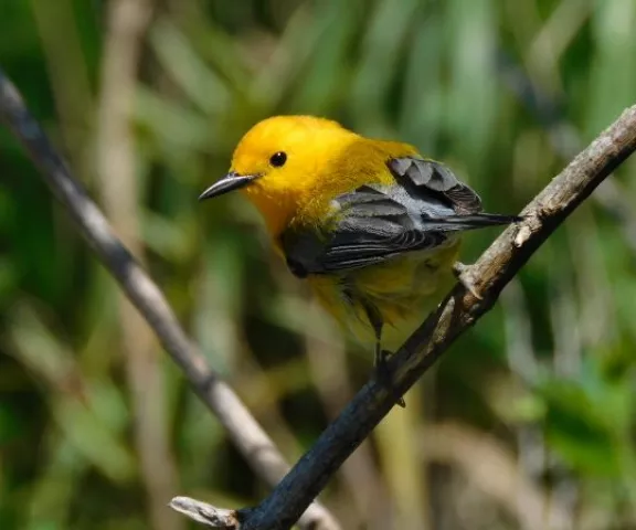 Prothonotary Warbler - Photo by Kathy Rhodes