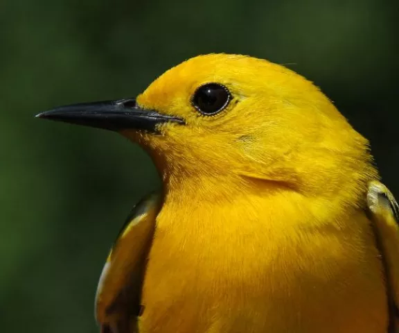 Prothonotary Warbler - Photo by John Hartgerink