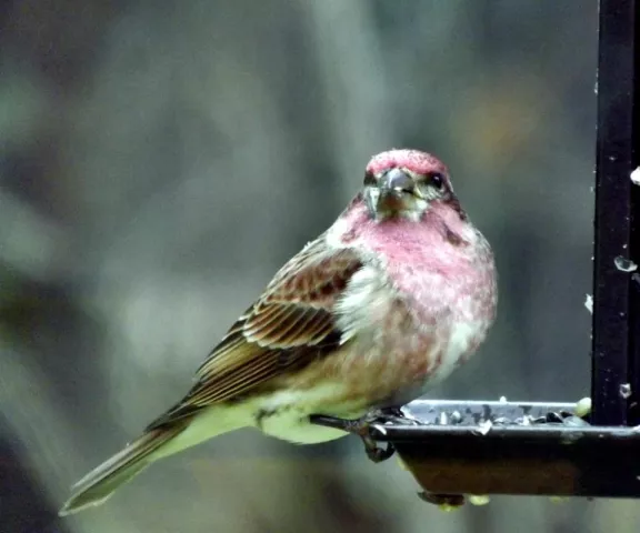 Purple Finch - Photo by P. Wainwright