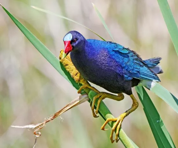 Purple Gallinule - Photo by Jeff Trahan