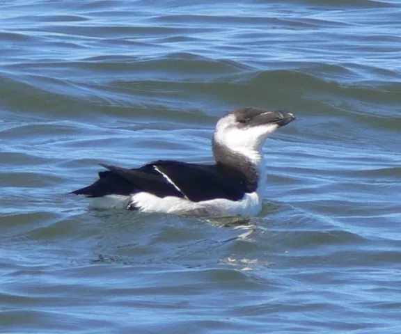 Razorbill - Photo by Dan O'Malley