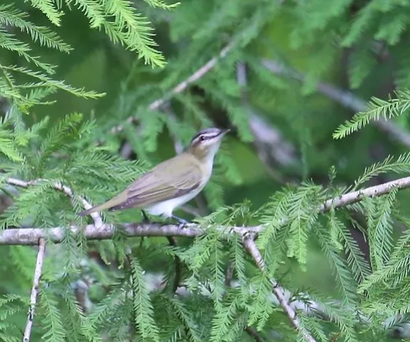 Red-eyed Vireo