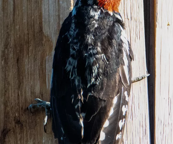 Red-naped Sapsucker - Photo by Kenneth Eyster