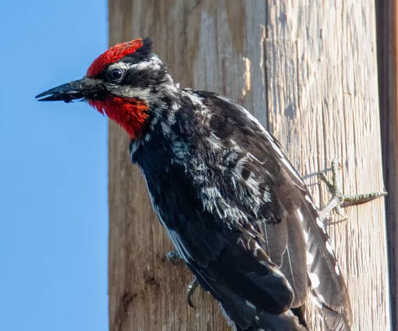 Red-naped Sapsucker - Photo by Kenneth Eyster