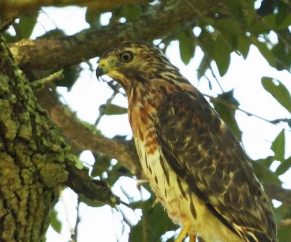 Red-shouldered Hawk- Photo by Jennifer Coulson