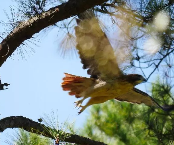 Red-tailed Hawk - Photo by Kimmie Paxton