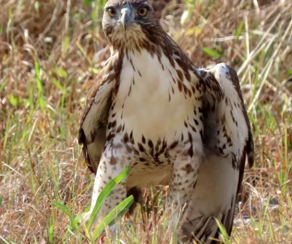 Red-tailed Hawk - Photo by Vicki Sensat