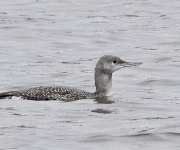 Red-throated Loon - Photo by William Matthews