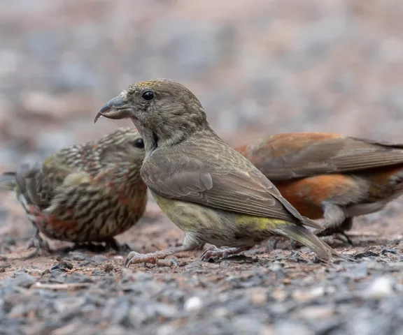 Red Crossbill - Photo by Kirk Gardner