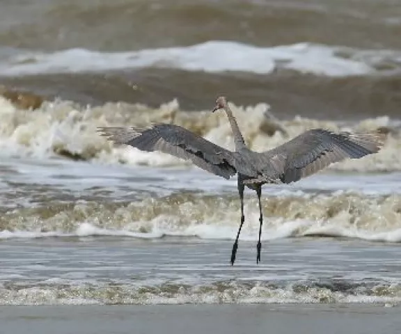 Reddish Egret