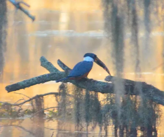 Ringed Kingfisher - Photo by Van Remsen