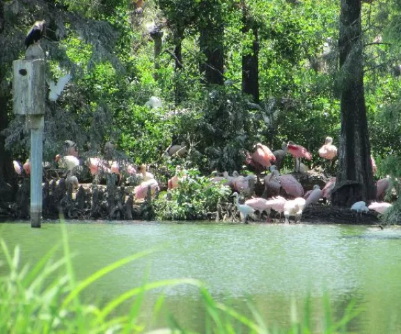 Roseate Spoonbill