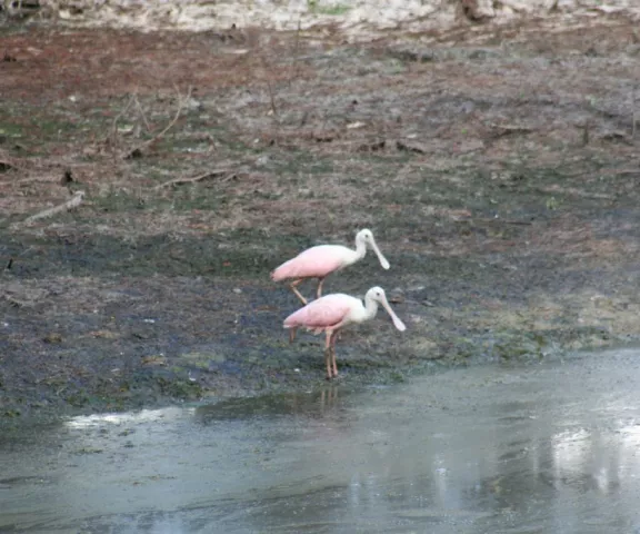 Roseate Spoonbill