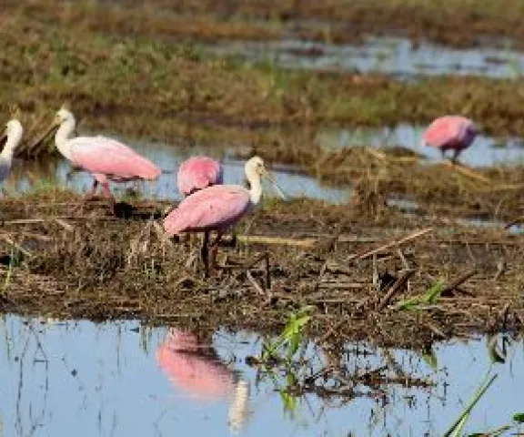 Roseate Spoonbills