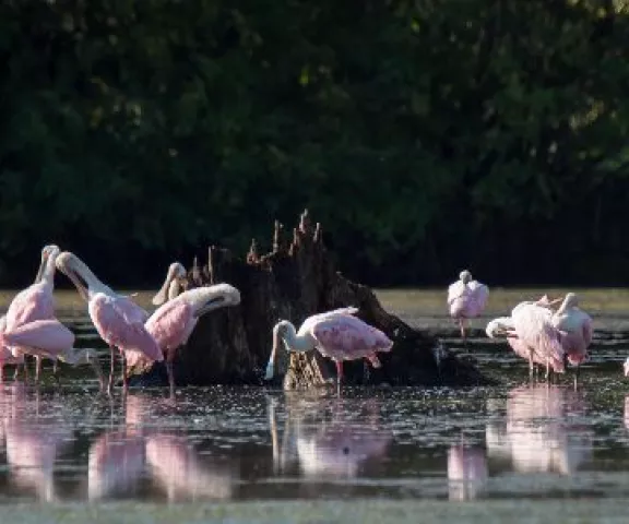 Roseate Spoonbills - Photo by Dot Rambin