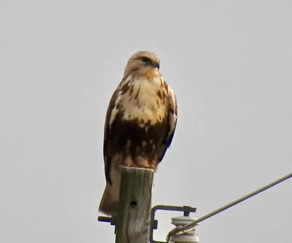 Rough-legged Hawk - Photo by Van Remsen