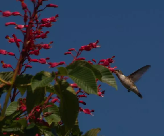 Ruby-throated Hummingbird - Photo by Charles Paxton