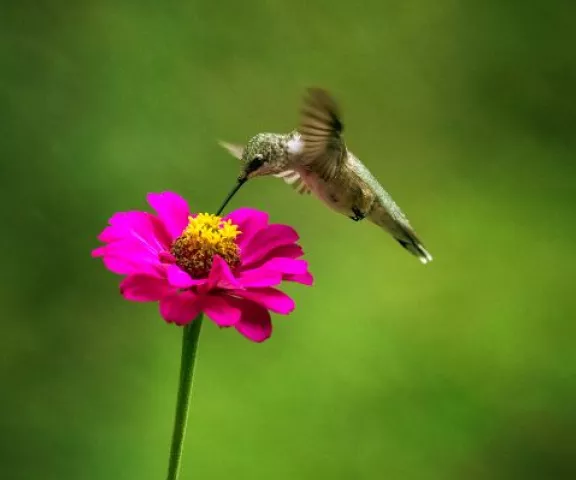 Ruby-throated Hummingbird - Photo by Rhonda Lane