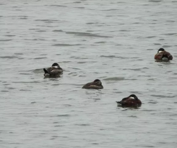 Ruddy Duck - Photo by Kimmie Paxton