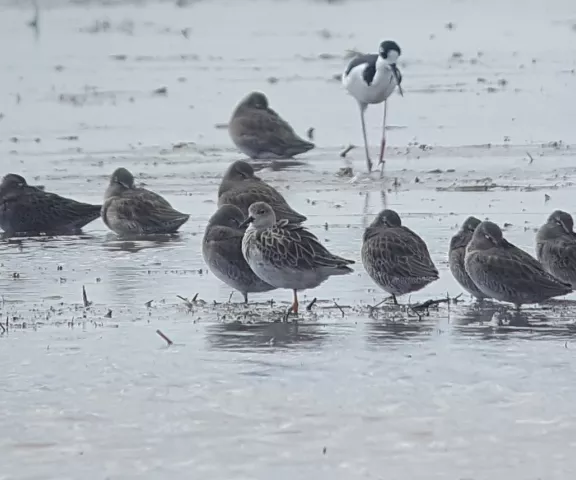 Ruff - Photo by Erik Johnson