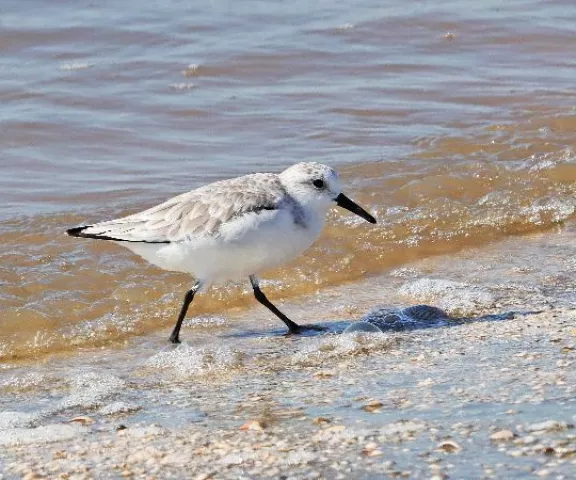 Sanderling - Photo by Jeff Trahan