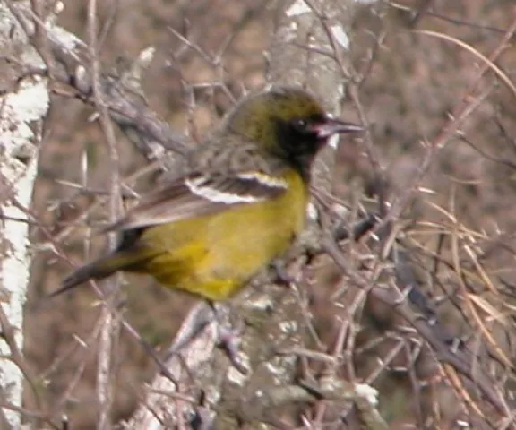 Scott's Oriole - Photo by Paul Conover