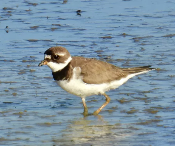 Semipalmated Plover - Photo by Van Remsen