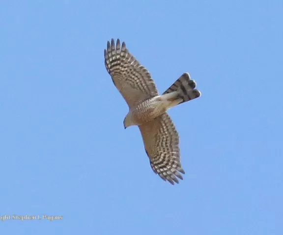 Sharp-shinned Hawk - Photo by Steve Pagans