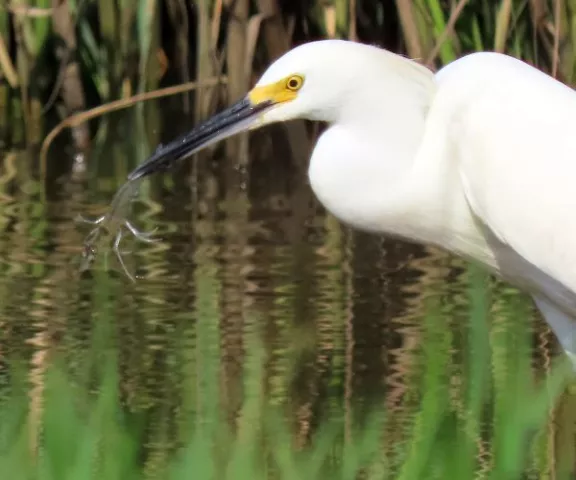 Snowy Egret - Photo by Vicki Sensat