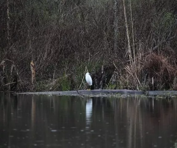 Snowy Egret - Photo by Amanda Takacs