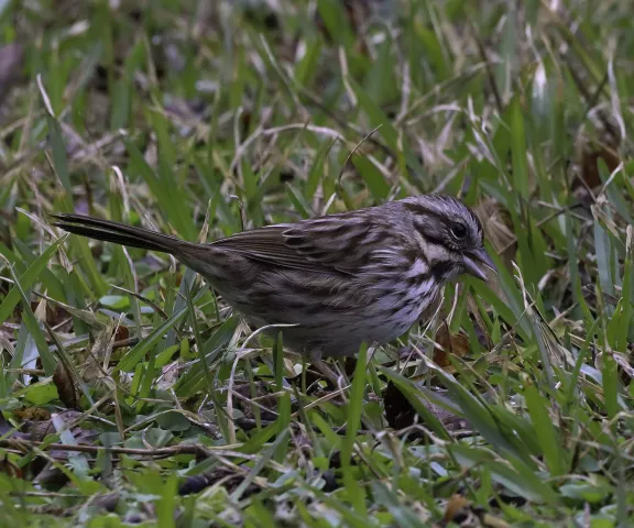 Song Sparrow - Photo by Nancy Ellington