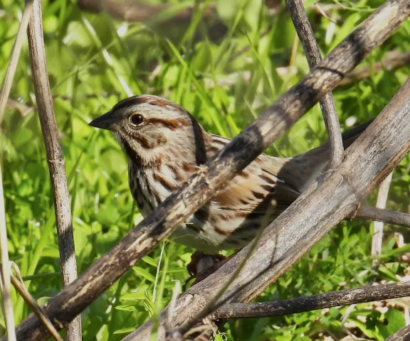 Song Sparrow - Photo by Van Remsen