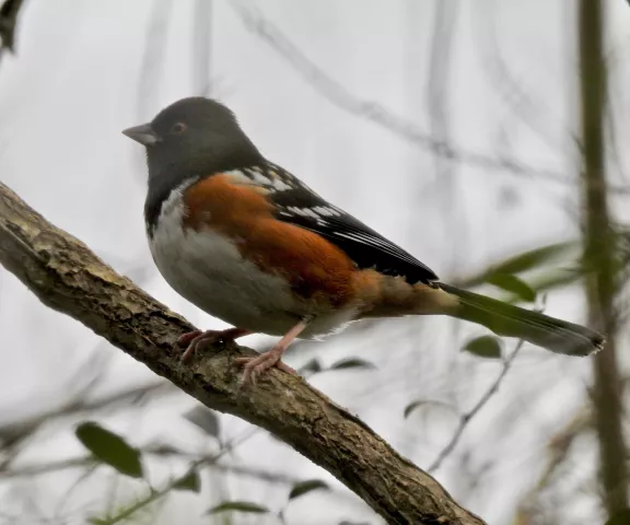 Spotted Towhee - Photo by Van Remsen