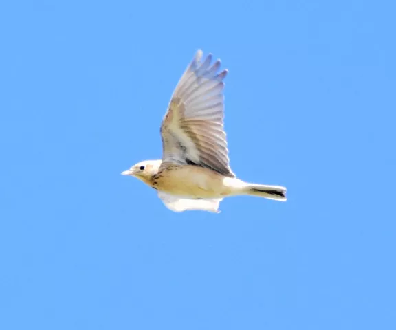 Sprague's Pipit - Photo by Erik Johnson