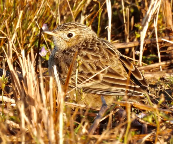 Sprague's Pipit - Photo by Van Remsen