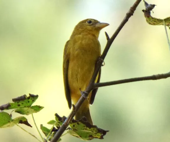 Summer Tanager - Photo by Charles Paxton