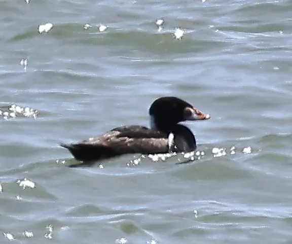 Surf Scoter - Photo by Joan Garvey