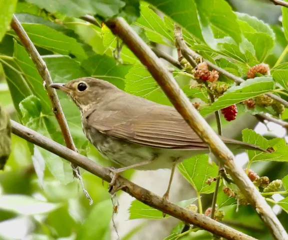 Swainson's Thrush - Photo by Van Remsen