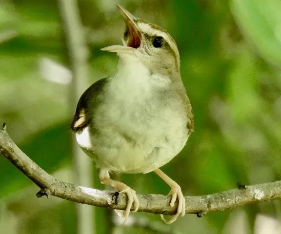 Swainson's Warbler - Photo by Van Remsen