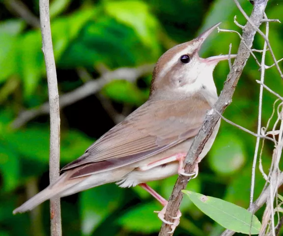 Swainson's Warbler - Photo by Van Remsen