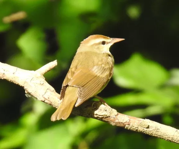 Swainson's Warbler - Photo by Van Remsen