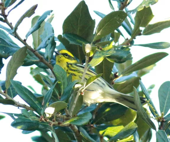 Townsend's Warbler - Photo by Joan Garvey