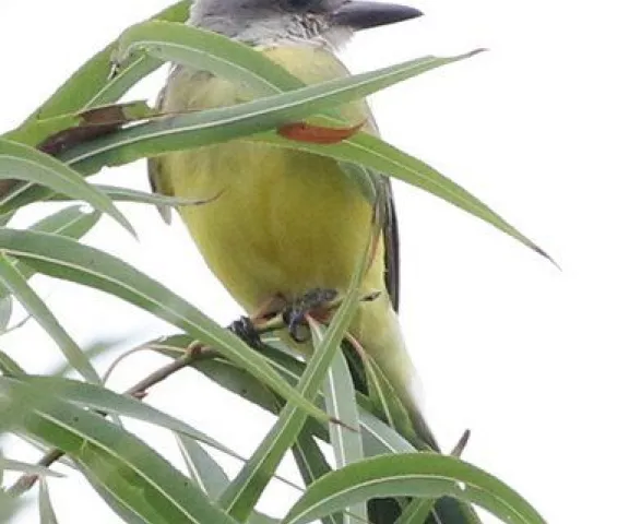 Tropical Kingbird - Photo by Joan Garvey