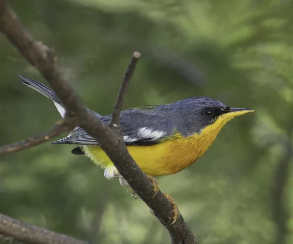 Tropical Parula - Photo by Joan Garvey