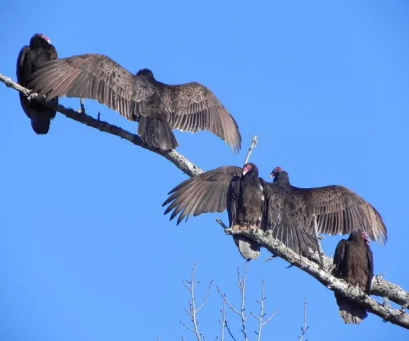 Turkey Vulture - Photo by Marcelle Guidry