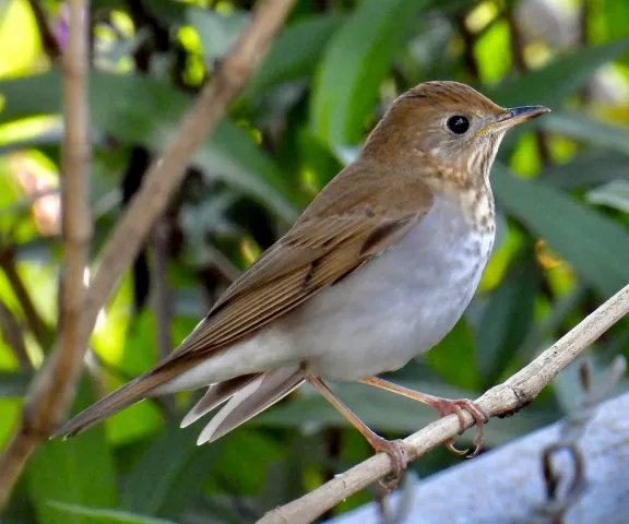 Veery - Photo by Van Remsen