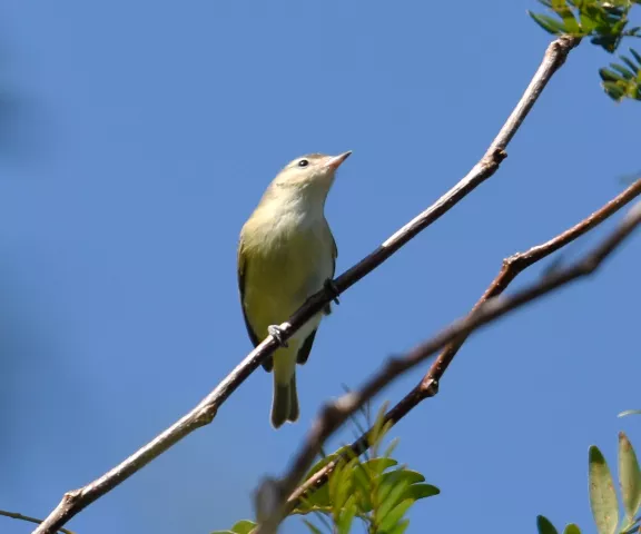 Warbling Vireo - Photo by Erik Johnson