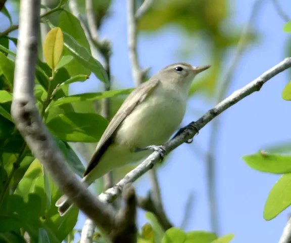 Warbling Vireo - Photo by Erik Johnson