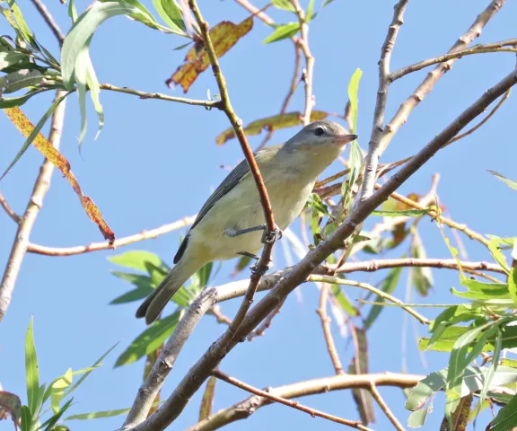 Warbling Vireo - Photo by Matt Conn