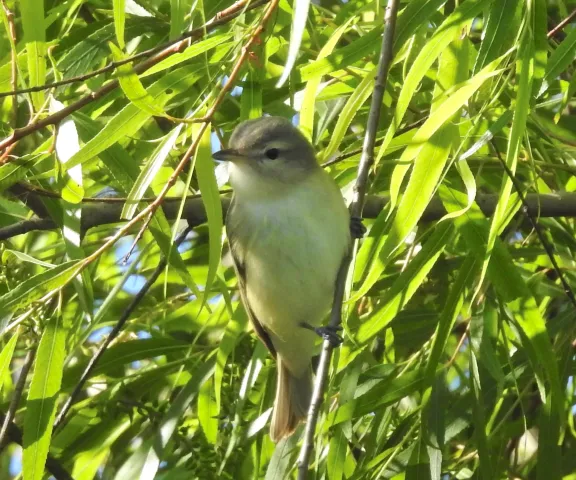 Warbling Vireo - Photo by Van Remsen